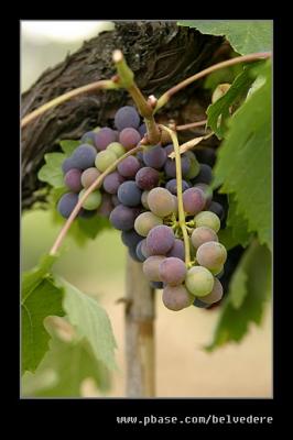 Grapes, Tuscany