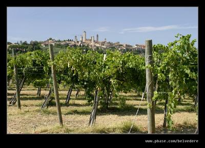 Vines nr San Gimignano