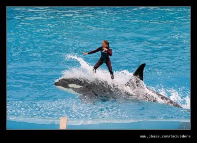 Shamu Surfing, Seaworld, San Diego, CA