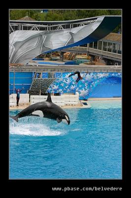 Shamu Skydive #3, Seaworld, San Diego, CA