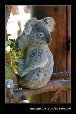 Kuddly Koala, San Diego Zoo, CA