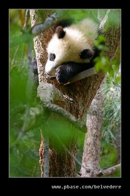 Baby Giant Panda, San Diego Zoo, CA