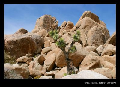 #1 Joshua Tree NP, CA