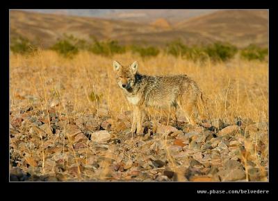 Coyote, Death Valley NP, CA