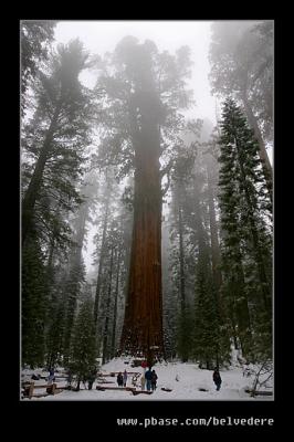 General Sherman Tree #1, Sequoia NP, CA