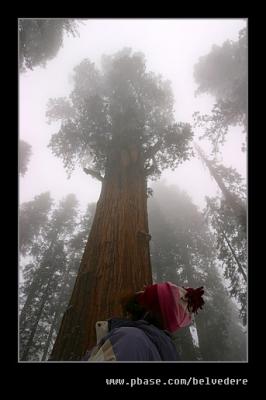 General Sherman Tree #2, Sequoia NP, CA