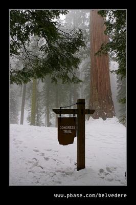 Congress Trail #1 nr General Sherman Tree, Sequoia NP, CA