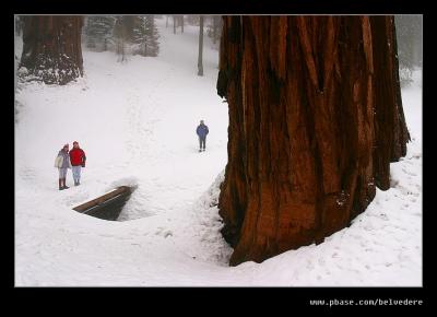 Congress Trail #2 nr General Sherman Tree, Sequoia NP, CA