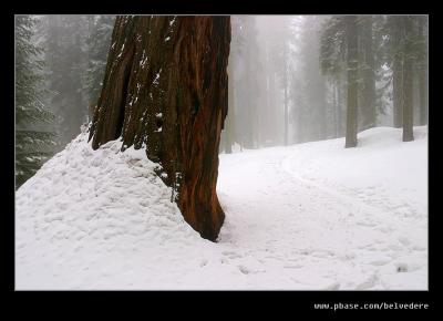 Congress Trail #5 nr General Sherman Tree, Sequoia NP, CA