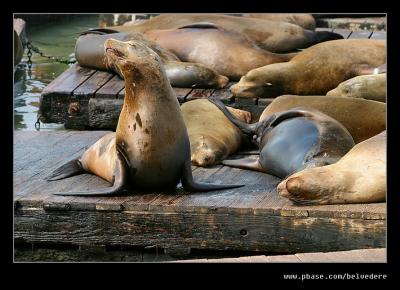 Californian Sea Lions #1, Pier 39, San Francisco, CA