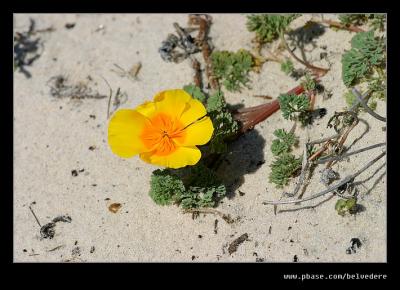 Menzies' Wallflower, Asilomar Dunes, Pacific Grove, CA