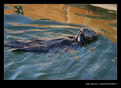 Sea Otter, Monterey Harbor, CA