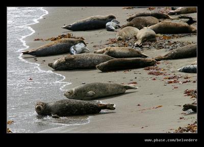 Seals, Point Lobos State Reserve, CA
