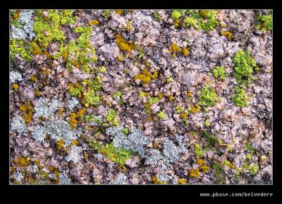 Lichens, Joshua Tree NP, CA
