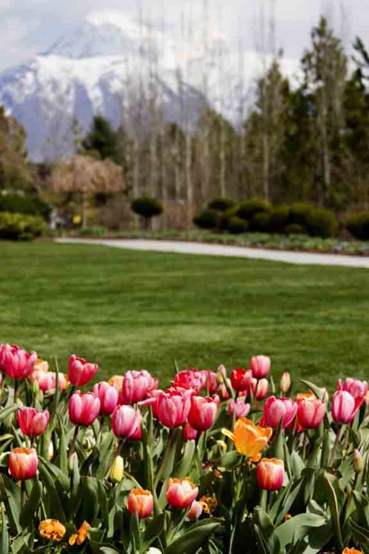 Tulip Festival at Thanksgiving Point, Utah
