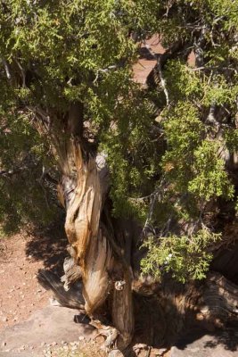 manzanita