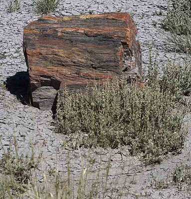 petrified forest_30