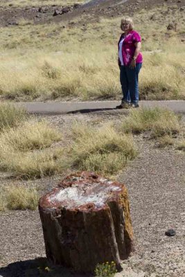 petrified forest_34