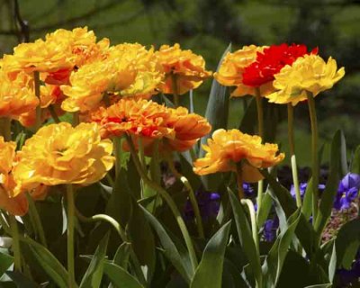 Rtulips _11.jpg