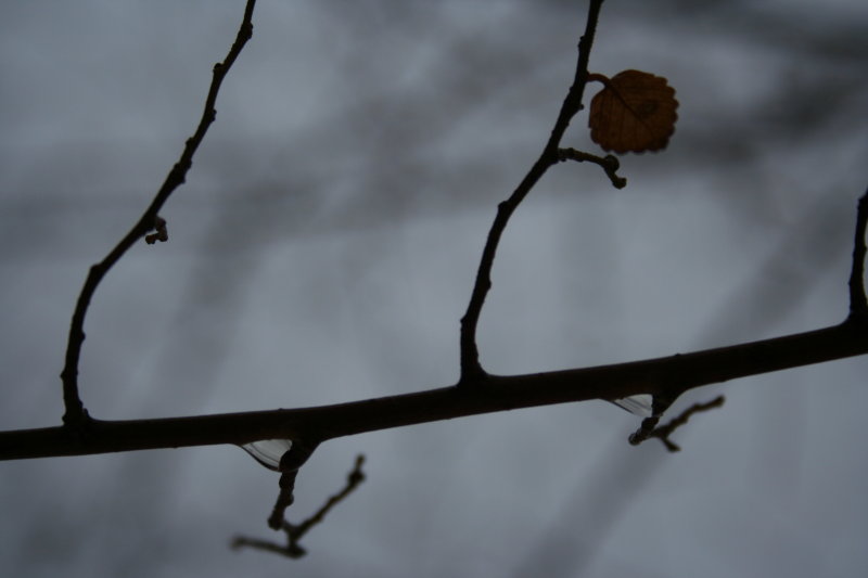 1 Branch... 2 Tear Drops ... 1 Leaf...