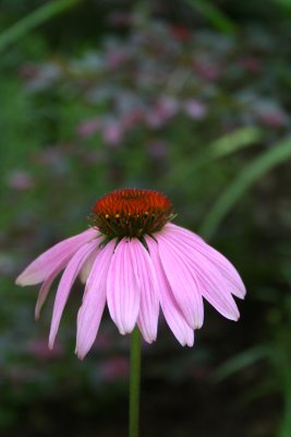 IMG_7089.JPG