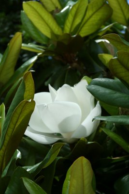 IMG_7433.JPG