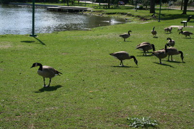 Lutz Park