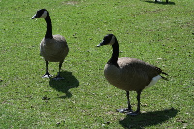 Lutz Park