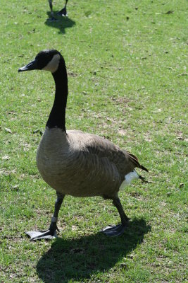 Lutz Park