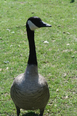 Lutz Park