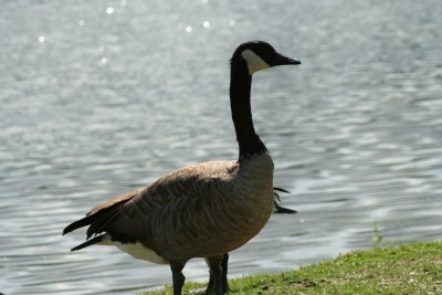 Lutz Park