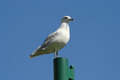 Lutz Park