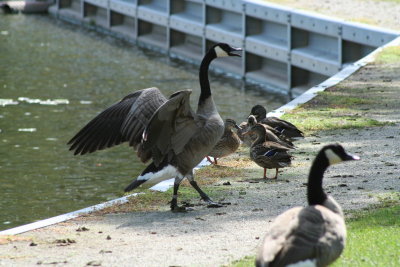 Lutz Park