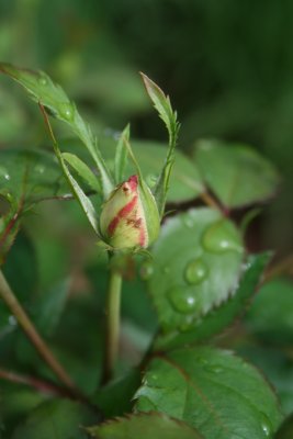 Rosebud...