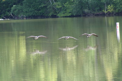 Lutz Park
