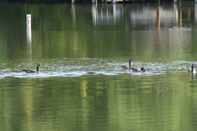 Lutz Park