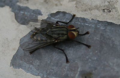 IMG_6135A.JPG