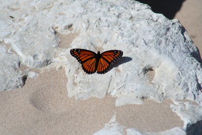 IMG_0749.JPG