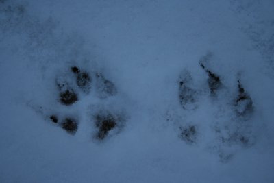 Paw Prints in the Snow!