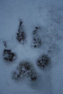 Doggie Paw in the Snow!