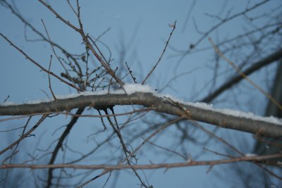 A Snowy Branch...