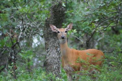 IMG_6633.JPG