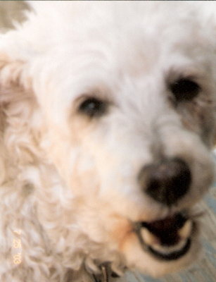 Sambo
