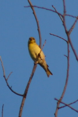 IMG_2438.1.jpg