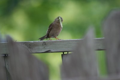 IMG_9253.JPG
