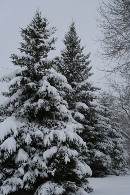 Snowy Pines...
