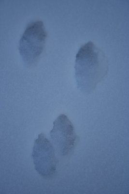Not Paw, Not Foot, Whose Prints?