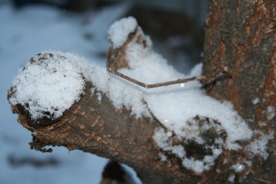 IMG_3478.JPG