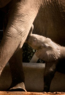 Our Brand New Baby Elephant