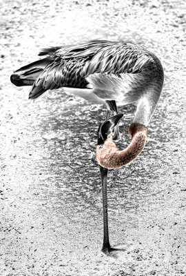 Fledgling Flamingo